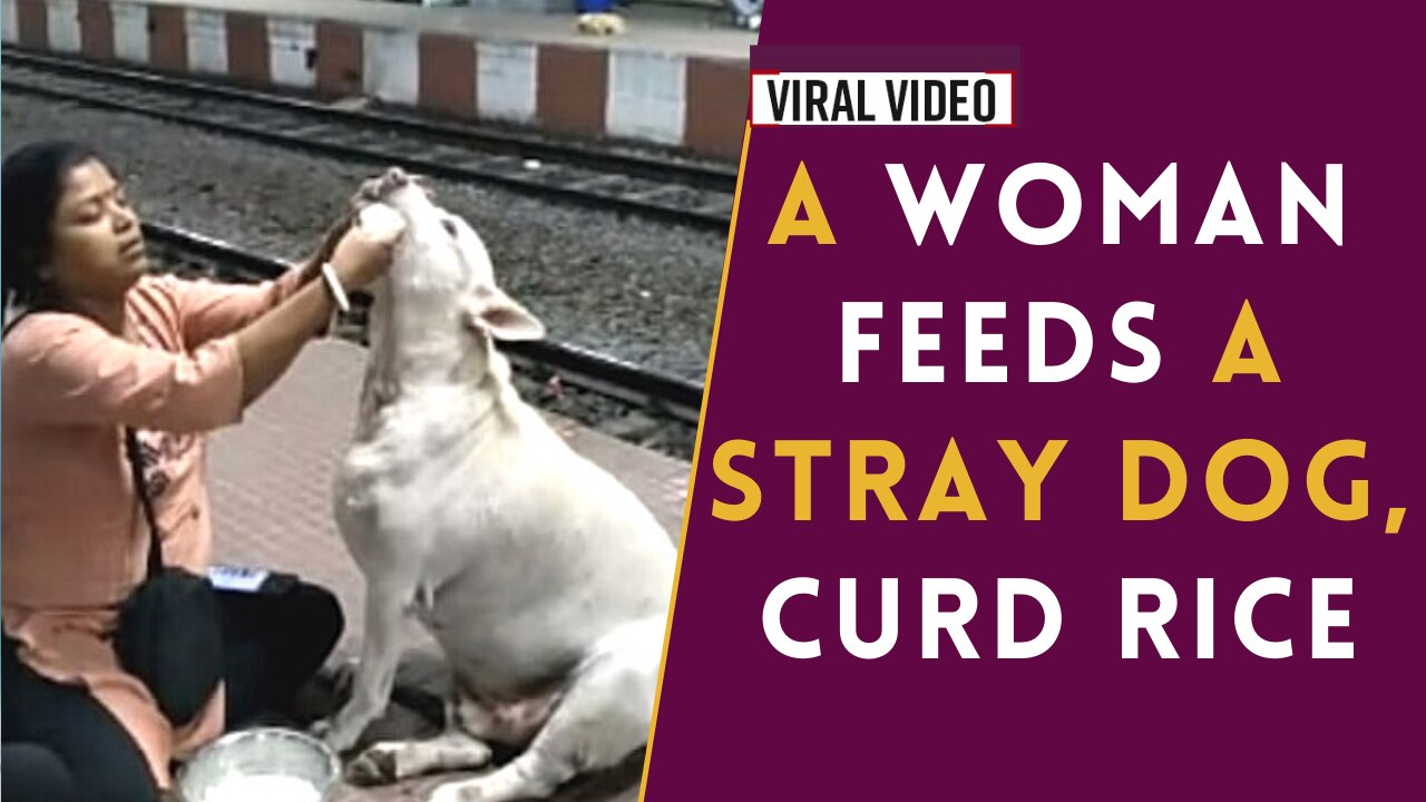 Emotional Viral Video: A Woman Is Feeding Curd Rice To a Homeless Stray Dog At a Railway Station